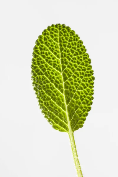 コピースペース付きの白い背景に新鮮な天然有機サルビアの葉のテクスチャの自然なクローズアップビュー — ストック写真