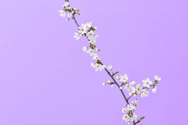 Tebrik kompozisyonu: Çiçek açan kiraz çiçeği dalıyla pastel mor arka planda küçük çiçekler, kopyalama alanı. Bahar kartı..