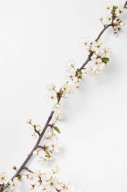 Tebrik ederim köşegen kompozisyonu. Beyaz arka planda kiraz çiçekleri dalları açıyor. Kopya alanı. Bahar kartı..