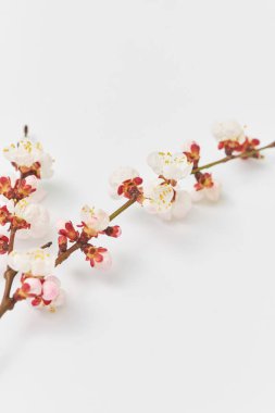 Fotokopi alanı olan beyaz bir arka planda, taze açan kayısı ağacından gelen bahar tebrik kartpostalı..