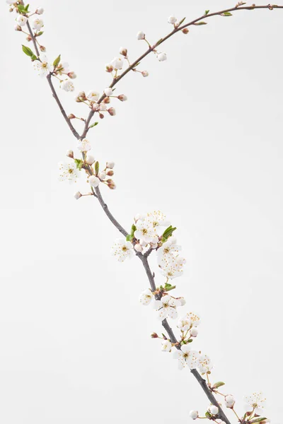 Festliche Glückwunschkarte Mit Frisch Blühendem Frühlingskirschzweig Einer Glasvase Auf Hellgrauem — Stockfoto