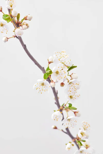Festive Congratulation Card Blooming Cherry Branch Light Grey Background Copy — Stock Photo, Image