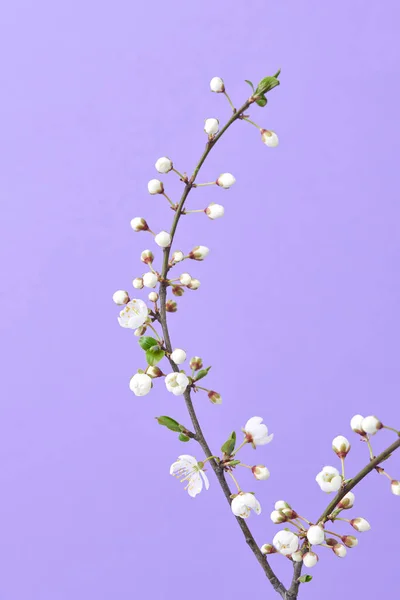 Carte Postale Voeux Printemps Branche Fraîche Cerisier Fleurs Naturelles Sur — Photo