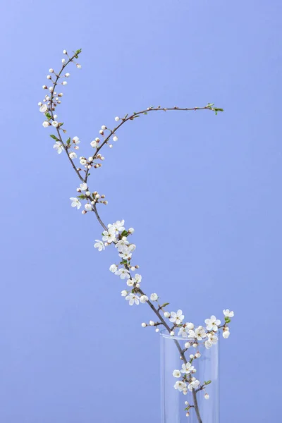 Glückwunschpostkarte Mit Zart Blühendem Kirschzweig Mit Kleinen Blüten Auf Pastellfarbenem — Stockfoto