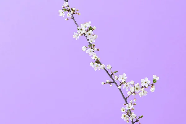 Σύνθεση Συγχαρητηρίων Τρυφερό Ανθισμένο Κλαδί Κερασιάς Μικρά Λουλούδια Παστέλ Μωβ — Φωτογραφία Αρχείου