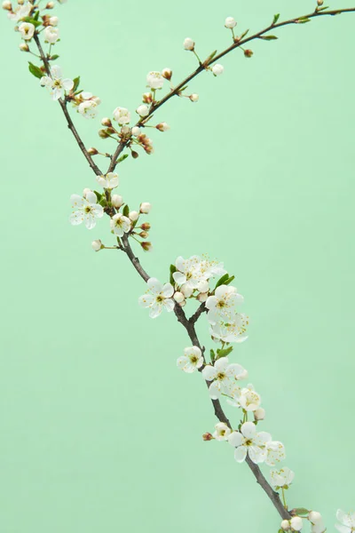 Blahopřání Pohlednice Křehkou Kvetoucí Třešňovou Ratolestí Pastelově Zeleném Pozadí Kopírovací — Stock fotografie
