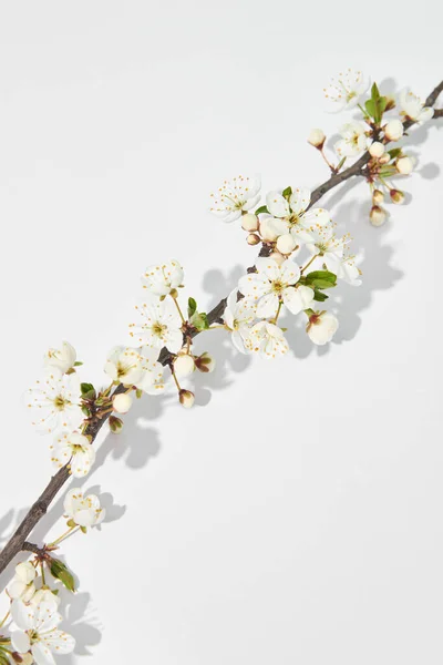 Святкова Діагональна Композиція Ніжно Квітучої Гілки Вишневих Квітів Білому Тлі — стокове фото