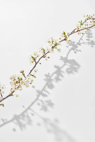 Congratulation Postcard Tender Blooming Cherry Branch White Background Shadows Copy — Stock Photo, Image