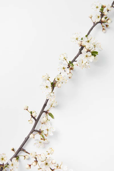 Congratulation Diagonal Composition Tender Blooming Cherry Flowers Branch White Background — Stock Photo, Image