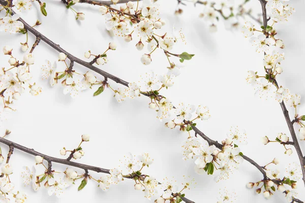 Gratulationskort Från Kreativ Ram Med Blommande Naturliga Grenar Anbud Körsbär — Stockfoto