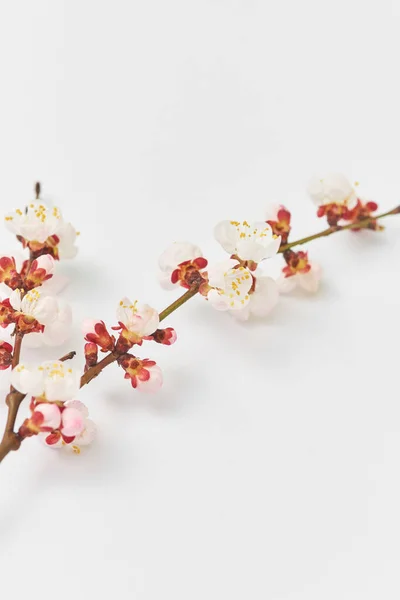 Frühling Glückwunschpostkarte Aus Frischen Zweig Der Natürlich Blühenden Aprikosenbaum Auf — Stockfoto