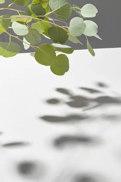 Творчі Листівки Вічнозеленої Свіжої Природної Гілки Рослини Eucalyptus Над Світло — стокове фото