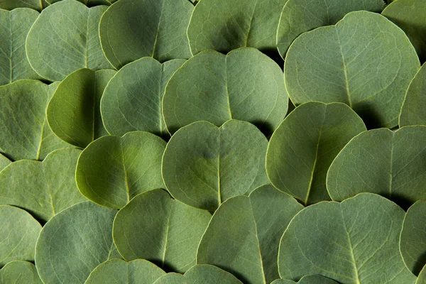 Fondo Natural Hojas Naturales Frescas Perennes Cerca Planta Eucalipto Con —  Fotos de Stock