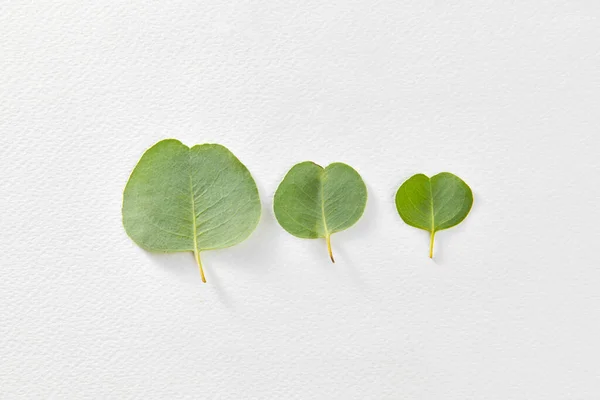 Plantensamenstelling Uit Drie Verse Bladeren Van Eucalyptus Verschillende Grootte Een — Stockfoto