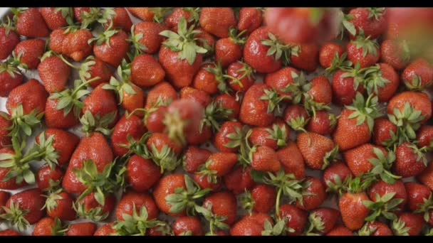 Pila Fresas Frescas Maduras Video — Vídeo de stock