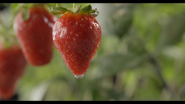 Stroberi Matang Segar Dengan Tetesan Air Kebun — Stok Video