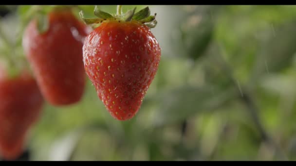 Φρέσκες Ώριμες Φράουλες Σταγόνες Νερού Στον Κήπο — Αρχείο Βίντεο