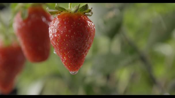 Verse Rijpe Aardbeien Met Waterdruppels Tuin — Stockvideo