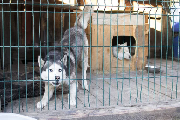 Dog with blue eyes in the street open-air cage