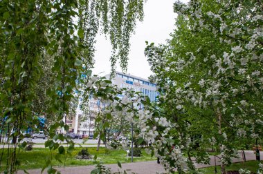Tyumen, Rusya, 15 Mayıs 2020: Tyumen merkez caddesindeki modern ofis binaları. Çiçek açan ağaçların dalları arasından bak.