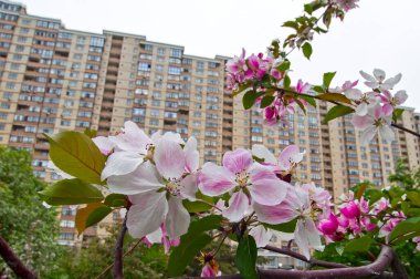 Tyumen, Rusya, 15 Mayıs 2020: Konut kompleksi 