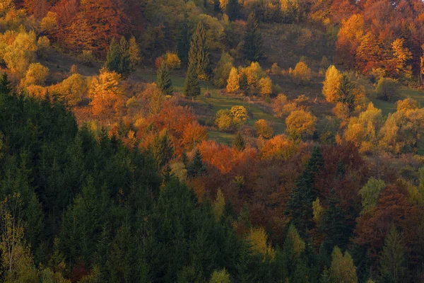 山の中の紅葉の木干し草の山の牧草地 — ストック写真