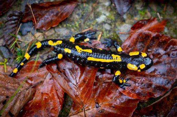 fire salamander or Salamandra salamandra