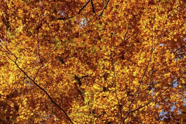 Follaje otoñal hojas doradas como textura o fondo —  Fotos de Stock