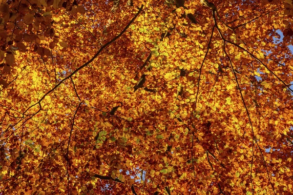 Podzimní listoví zlaté listy jako textura nebo pozadí — Stock fotografie