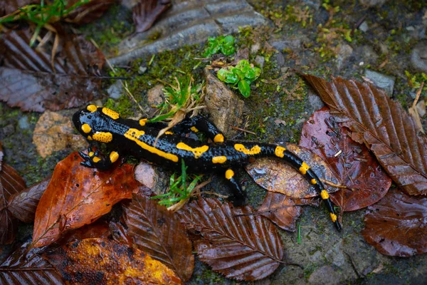 Fire salamander or Salamandra salamandra — Stock Photo, Image