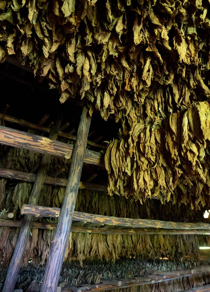 Tobacco drying, inside a shed or barn for drying tobacco leaves — Stock fotografie