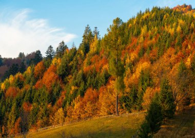 Dağlardaki sonbahar ormanı ağaçları