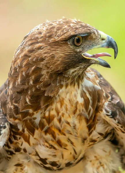 Czerwony-tailed hawk lub Buteo jamaicensis zbliżenie portret — Zdjęcie stockowe