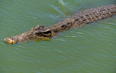 Timsah veya timsah yakın çekim portre