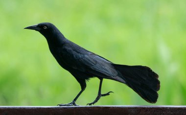 Yeşil üzerinde Carib grackle veya Greater Antillean karakuş 