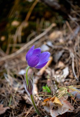 Pulsatilla patenveya Doğu pasqueflower 