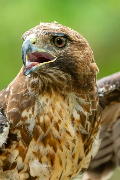 Czerwony-tailed hawk lub Buteo jamaicensis zbliżenie portret — Zdjęcie stockowe