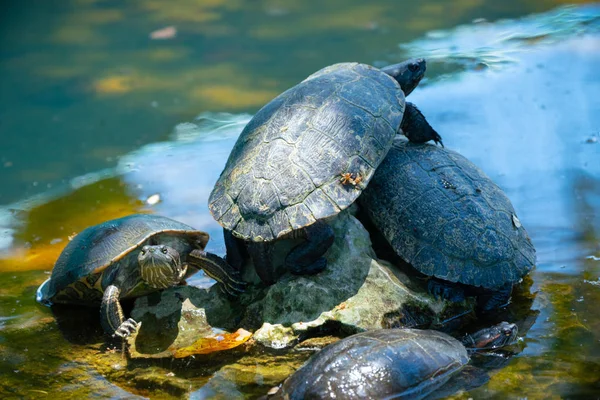 Red-eared slider or water slider turtles in the pond