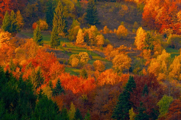 Autumn foliage trees and horses in the mountains Meadow with hay — ストック写真