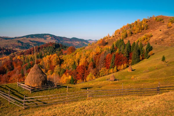 Podzimní lesní stromy v horách panorama stromy na hoře — Stock fotografie