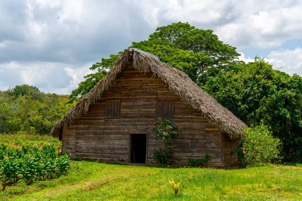 Tobaks skjul eller ladugård för torkning av tobaksblad på Kuba — Stockfoto