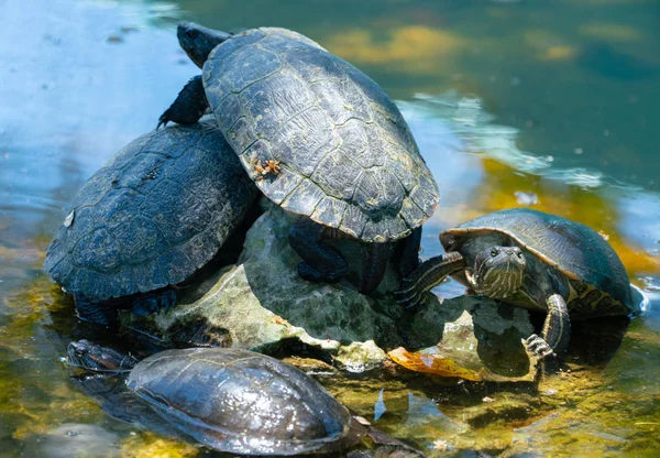 Deslizador de orejas rojas o tortugas deslizantes de agua en el estanque Fotos de stock libres de derechos