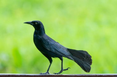 Yeşil üzerinde Carib grackle veya Greater Antillean karakuş 