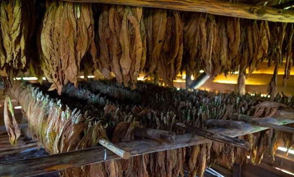Secagem de tabaco, dentro de um galpão ou celeiro para secar folhas de tabaco — Fotografia de Stock