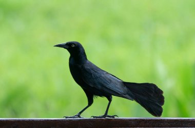 Yeşil üzerinde Carib grackle veya Greater Antillean karakuş 