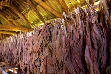 Tobacco drying, inside a shed or barn for drying tobacco leaves 