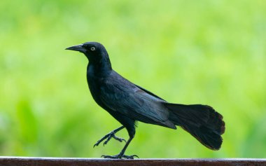 Yeşil üzerinde Carib grackle veya Greater Antillean karakuş 