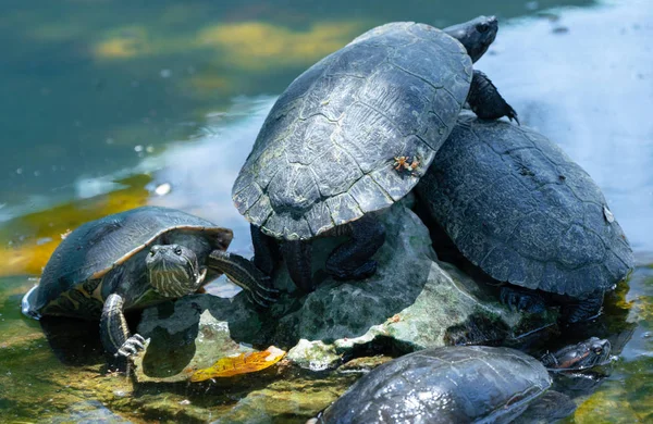 Red-eared slider or water slider turtles in the pond