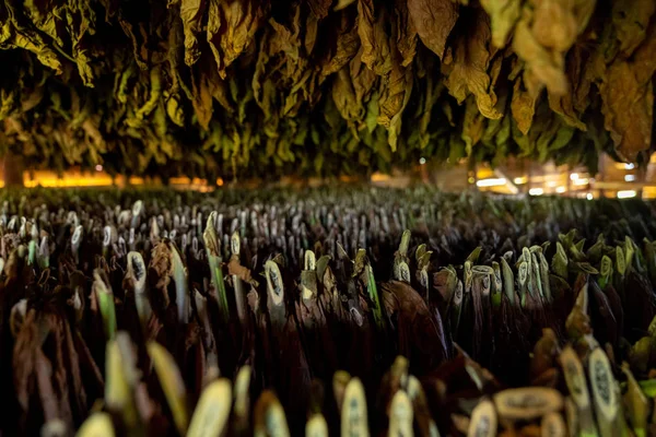 Сушка тютюну, всередині сараю або сараю для сушіння листя тютюну — стокове фото
