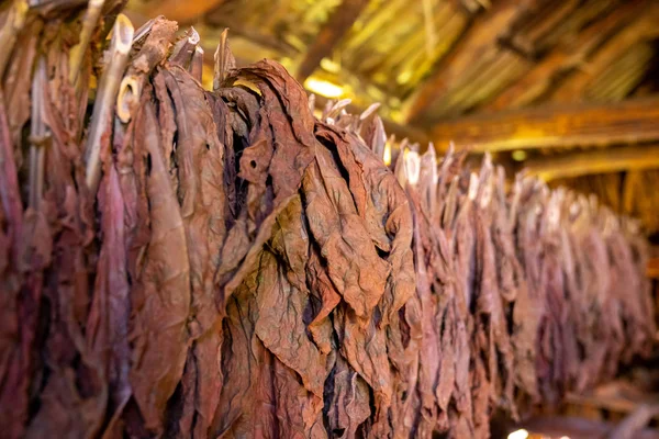 Secado de tabaco, dentro de un cobertizo o granero para secar hojas de tabaco — Foto de Stock